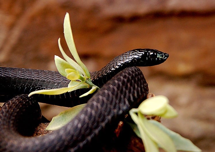 งูใหญ่ สีดำ